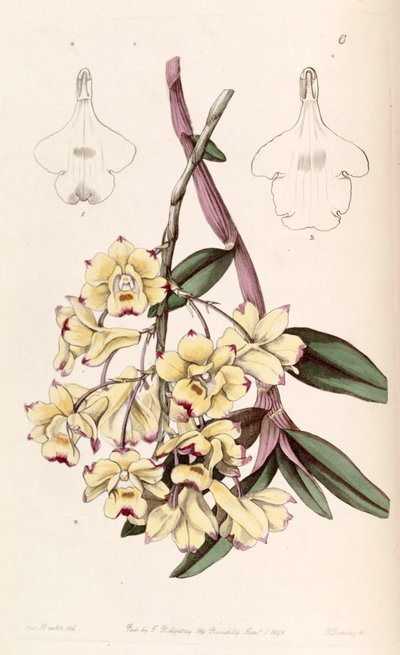 Dendrobium sanguinolentum - Miss Drake